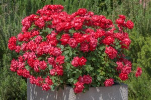 DOUBLE KNOCKOUT (floribunda)